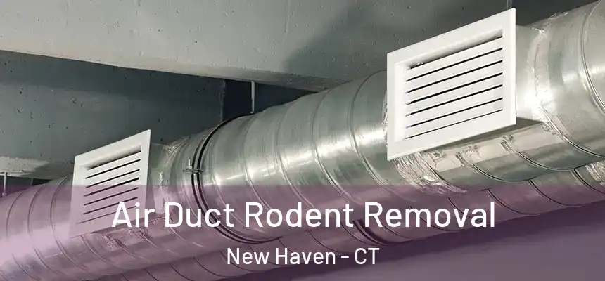  Air Duct Rodent Removal New Haven - CT